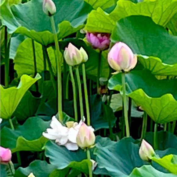 Meet your Posher, Betty - Picture 1 of 1